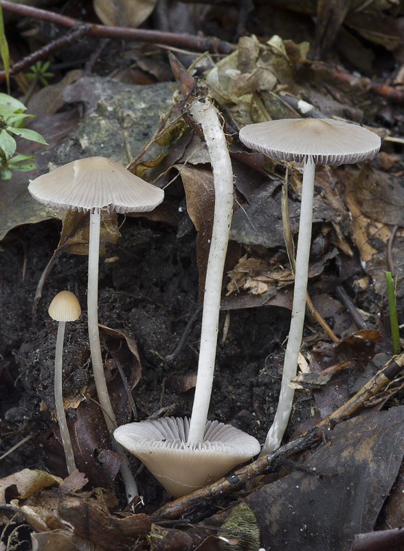 Psathyrella corrugis